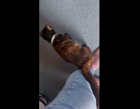 Cat Stands Up then Rolls on Floor