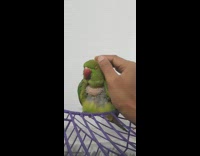 Guy pet head of rescued green bird
