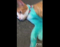 Cat on Bubblegum Dye Lies on Floor