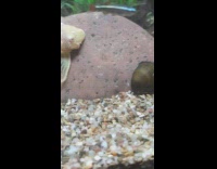 Albino catfish hate attack snail on rock