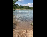 Collab Clips MPUGC - Fish on edge of water swimming