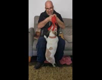 Man lift dog bite red plushy toy