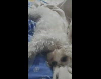 White dog nudges hand with head guy