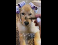 Dog gets hair and make up done