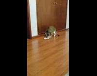 Pet cat bites and carries cat food treat bag