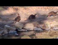 Family of otters passing by a pond