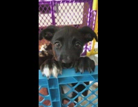 Puppy stands with paws on blue gate 