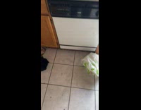 Black kitten assisted to get out of the damaged house