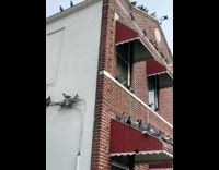 Grey pigeon birds gathering at a brick building and blue car