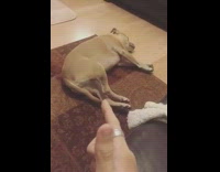 Brown dog falls over finger gun trick 