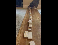 Cat push down line of dominos floor