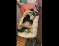 Dog sleeps in newborn babys bed