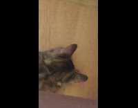 Collab DailyDoseOfInternet - Kitten on floor spin pink fidget spinner