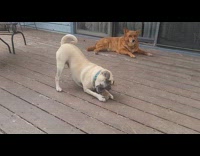 Dog bites the rock beside another dog