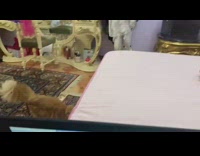 Orange cat plays fetch in bedroom 