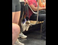 Collab WINY - Man carry dog with vest like a bag