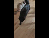 Black cat play fetch pink spring with owner