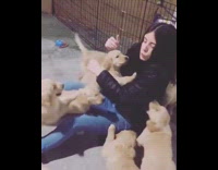 Collab Pets For All - Golden Retriever puppies play with owner woman
