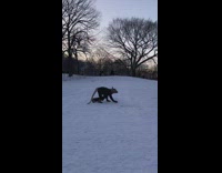 Rat guy crawls on snow 
