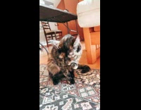 Small Brown Kitten Licks Paws on Rug 