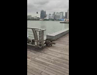 Group of otters from water climb fence