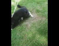 Cat plays with necklace on grass outside 