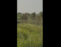 Bird struggles to fly against strong wind