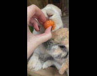 Two pet bunnies eats carrots all over their face