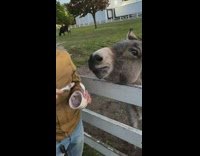 Girl feeds donkey animal ice cream spoon