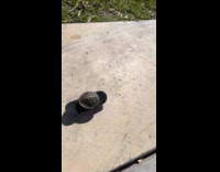 Small turtle riding small skateboard 