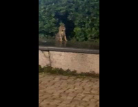 Stray dog scratches back with weird noise