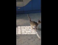 Cat spin chase own tail under sunlight