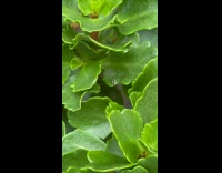 Insect Crawls in Circle on Plant Leaf