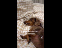 Dog eats a CBD gummies dozes off