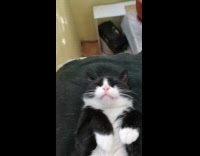 Collab ClipsIG - Cat Rests Comfortable on Blanket besides Window