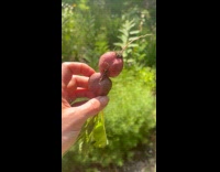 Submitter shows double radish from own garden