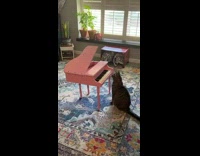 Cat plays with pink piano 
