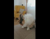 Fluffy multicolored bunny chews and licks 