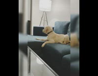 Golden retriever puppy dog lays couch barks