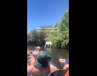 Collab Clips MPUGC - River rafters see wild horses