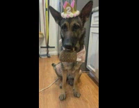 Owner gives german shephard a plushie purse for birthday