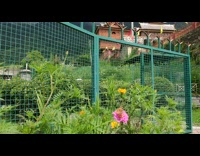 Orange Butterfly on a pink flower at the garden