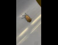 Collab Subway Creatures - Spotted lanternfly bug try to crawl up train seat