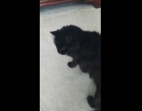 Black cat obey command and get treat