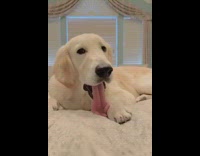 Golden retriever dog tongue out grey blanket