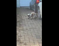 Cat chases a mice on the driveway 