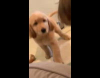 Bunch of hybrid puppies play on couch 