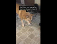 Cat playing with chip dog eats it 