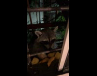 Collab WINY - Wild raccoon on window eat food night