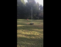 dog playing tether ball 